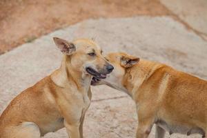 Dog are checking for fleas and ticks photo