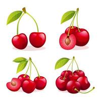 Set of fresh cherry illustrations isolated on white background vector