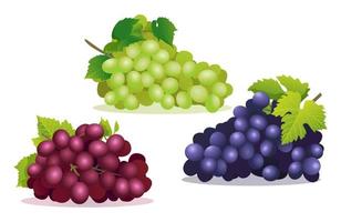 Set of various fresh red, purple and green grapes illustrations isolated on white background vector
