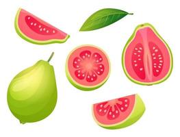 Set of fresh guava whole, half, cut slice and leaf illustration isolated on white background vector