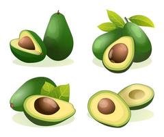 Set of fresh avocado whole and half cut illustration isolated on white background vector