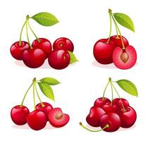 Set of juicy cherry illustrations isolated on white background vector