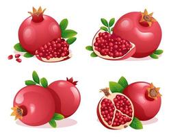 Set of fresh pomegranate whole, half and cut slice illustration isolated on white background vector