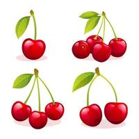 Collection of fresh cherry illustrations isolated on white background vector