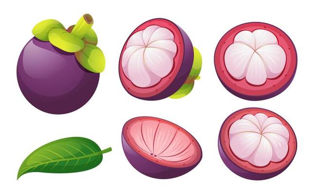Set of fresh mangosteen fruit whole, half cut and leaf illustration isolated on white background
