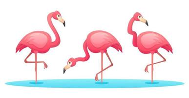 Set of flamingo in various poses cartoon illustration vector