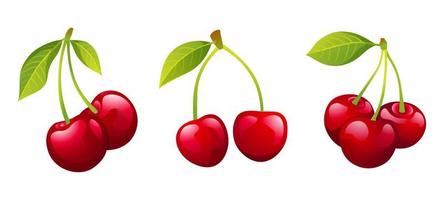Collection of juicy cherry illustrations isolated on white background vector