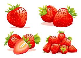 Set of fresh strawberry bunches, single and half cut illustration isolated on white background vector