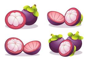 Set of fresh mangosteen fruit whole and half cut illustration isolated on white background vector