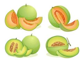 Set of various fresh melon fruits whole, half and cut slice illustration isolated on white background vector