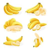 Set of fresh banana bunches, single, peel and cut slice illustration isolated on a white background vector