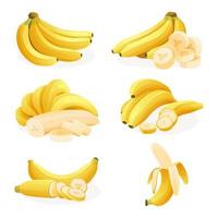 Set of fresh banana bunches, single, peel and cut slice illustration isolated on a white background vector