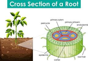 Diagram showing cross section of a root vector