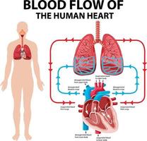 Diagram showing blood flow of human heart vector