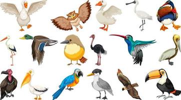 diferentes tipos de colección de aves vector