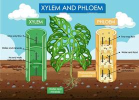 diagrama que muestra la planta de xilema y floema vector