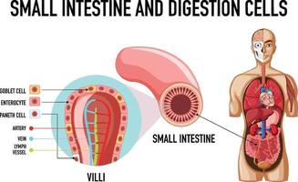 diagrama que muestra el intestino delgado y las células de digestión vector