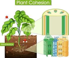 Diagram showing plant cohesion vector