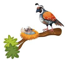 Quail and chick on the branch vector