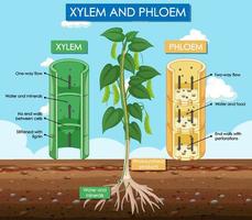 Diagram showing xylem and phloem plant vector