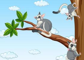 Sugargliders climbing on the tree vector