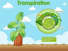 diagrama que muestra la transpiración en la planta vector