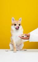 The Pomeranian Spitz is cute and fluffy. Portrait of a cute, fluffy Pomeranian Spitz puppy. play with the boss on a modern bright yellow background empty space for text photo