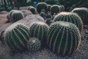 cactus verde con espinas muy afiladas. foto