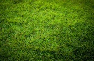 Beautiful grass green background Beautiful grass background photo