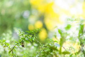 White flowers and green leaves photo