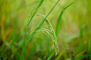 las espigas de arroz de la planta de arroz verde un campo lleno de granos fértiles arroz orgánico foto