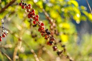 granos de café de la huerta de café. foto