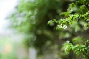 White flowers and green leaves photo