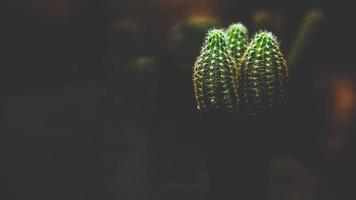 nuestro cactus ama el negro. foto