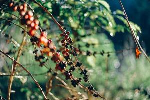 Fresh coffee beans from the garden photo