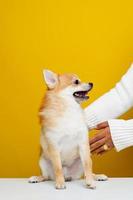 el pomeranian spitz es lindo y esponjoso. retrato de un lindo y esponjoso cachorro pomeranian spitz. jugar con el jefe en un moderno espacio vacío de fondo amarillo brillante para el texto foto