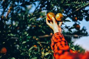 Oranges in our garden photo