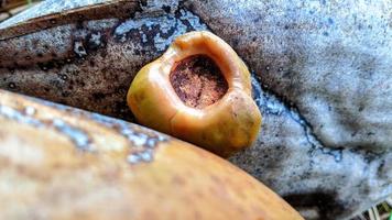 Small coconuts.  It is like a flower to a large, edible coconut. photo