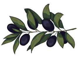 Vector illustration of olive branch. Hand drawn eco food clipart isolated on white background. For print, web, design, decor.