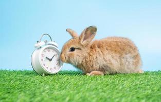 A furry and fluffy cute Black rabbit is sitting on Green grass and blue background and cleaning the front legs besides the white clock. Concept of rodent pet and easter. photo