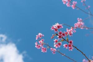 hermosa flor de cerezo sakura foto