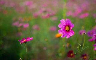 Pink cosmos flower photo