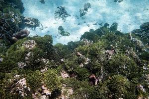 Green leaf plant and coral in tropical sea photo