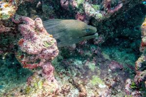 anguila morena escondida en el arrecife de coral foto