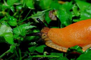 orange slug in the garden photo