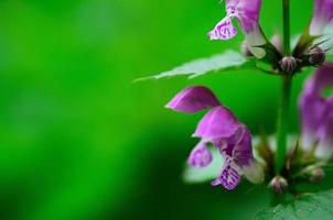 flor morada y verde foto