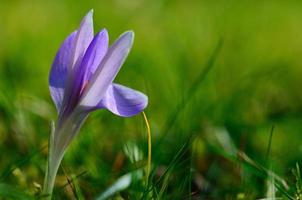 lilac crocus in spring photo