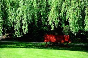 red bench in green nature photo