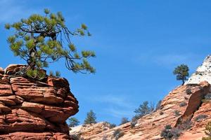 Stunted Tree on a Rocky Outcrop photo