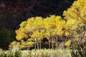 Cottonwood Trees Glowing in the Autumn Sunshine photo